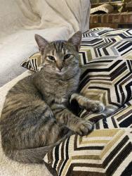 Lost Female Cat last seen Near Key Blvd & SE 15th st, Midwest City, OK 73110