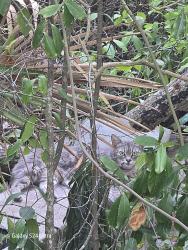 Found/Stray Female Cat last seen Near University High School , Volusia County, FL 32763