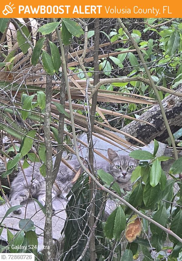 Found/Stray Female Cat last seen Near University High School , Volusia County, FL 32763