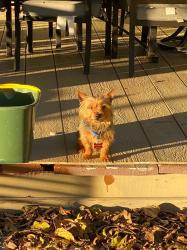 Lost Male Dog last seen Cowboys stadium by abrahms, Arlington, TX 76010