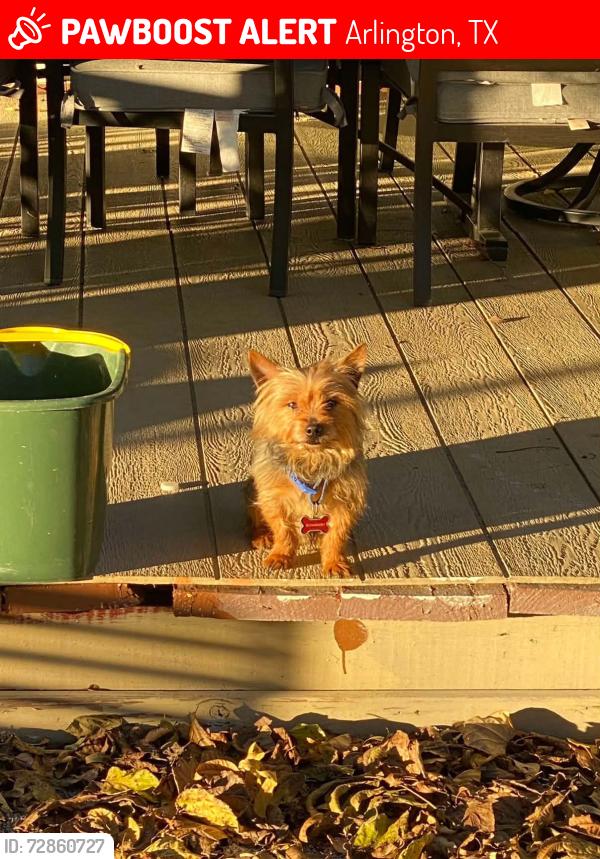 Lost Male Dog last seen Cowboys stadium by abrahms, Arlington, TX 76010