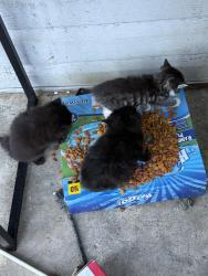 Lost Female Cat last seen At my hse , Louisa, KY 41230