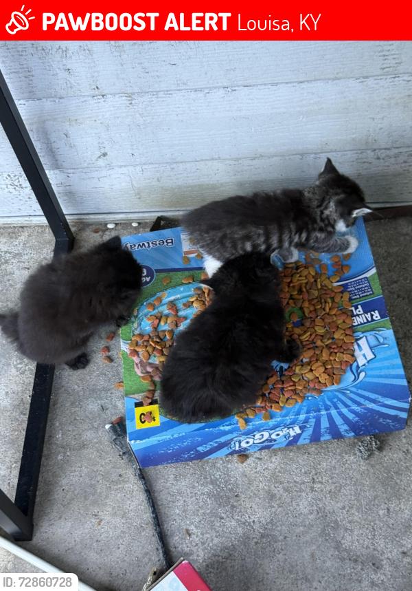 Lost Female Cat last seen At my hse , Louisa, KY 41230