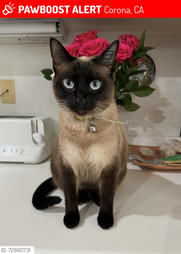 Lost Female Cat last seen Promenade and Griffin way, Corona, CA 92879