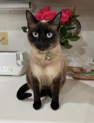 Lost Female Cat last seen Promenade and Griffin way, Corona, CA 92879