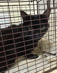 Shelter Stray Female Cat last seen 16TH ST & H ST, Sacramento, CA 95818
