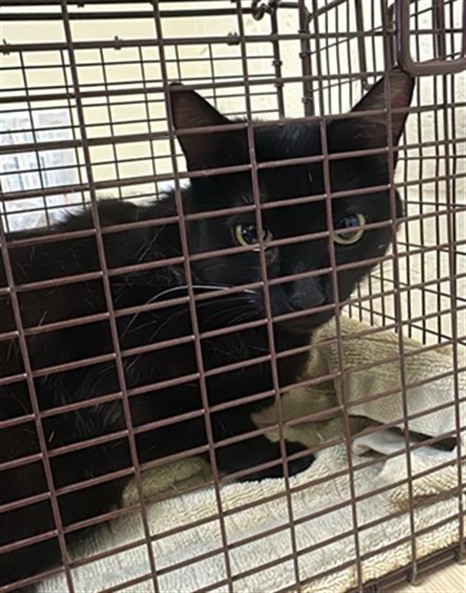 Shelter Stray Female Cat last seen 16TH ST & H ST, Sacramento, CA 95818