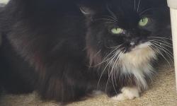 Shelter Stray Male Cat last seen Near BLOCK HWY 151, San Antonio, TX 78227