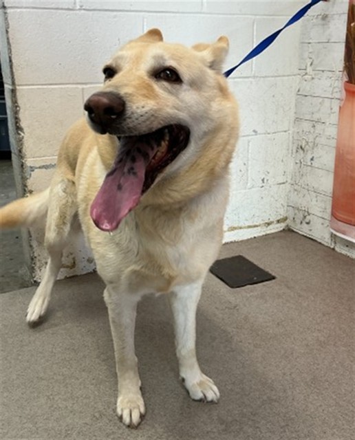 Shelter Stray Female Dog last seen N COLTON AVE & E E ST, COLTON, CA, 92324, San Bernardino, CA 92401