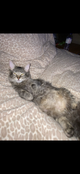 Lost Male Cat last seen 37th and arkansas, Wichita, KS 67204