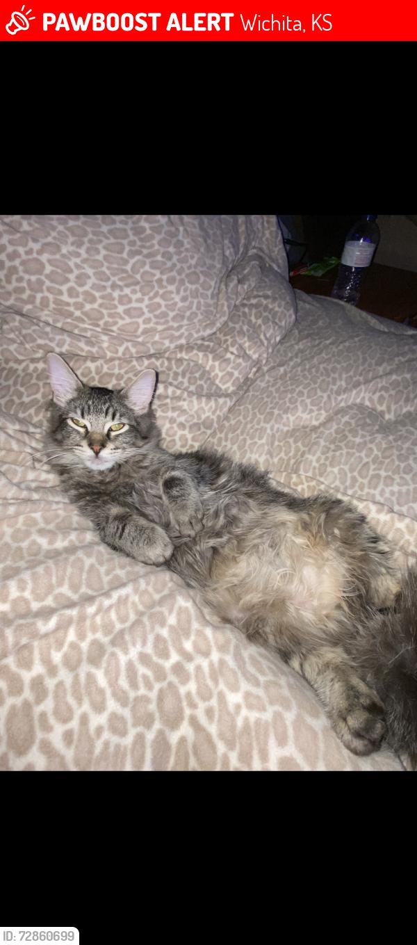 Lost Male Cat last seen 37th and arkansas, Wichita, KS 67204