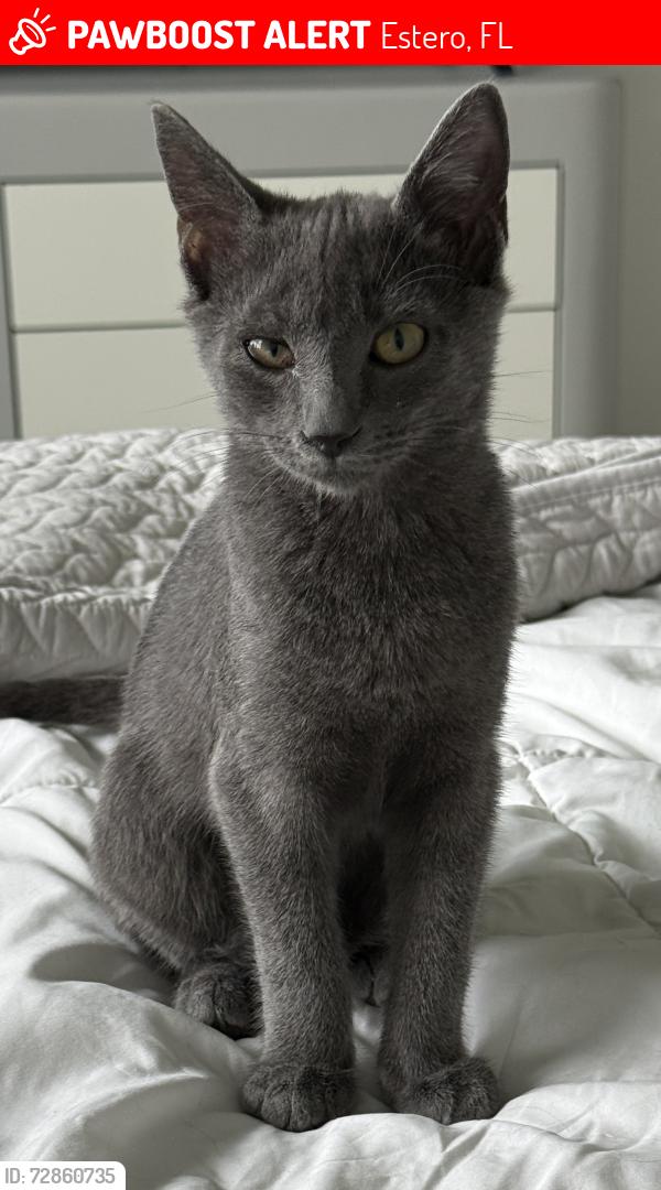 Lost Male Cat last seen Near Napa Loop between Ivywood and Hallendale , Estero, FL 33928