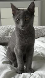 Lost Male Cat last seen Near Napa Loop between Ivywood and Hallendale , Estero, FL 33928