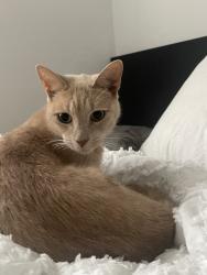 Lost Female Cat last seen Central Park Ave and wabansia ave, Chicago, IL 60647
