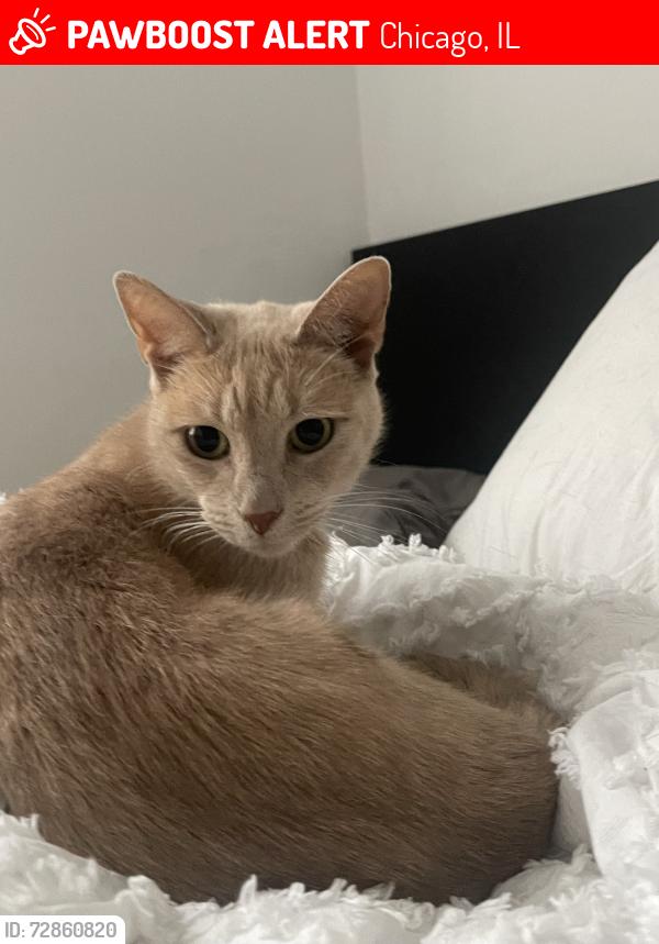 Lost Female Cat last seen Central Park Ave and wabansia ave, Chicago, IL 60647