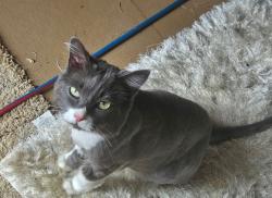 Lost Female Cat last seen Mission Creek Longview Tx, Longview, TX 75605