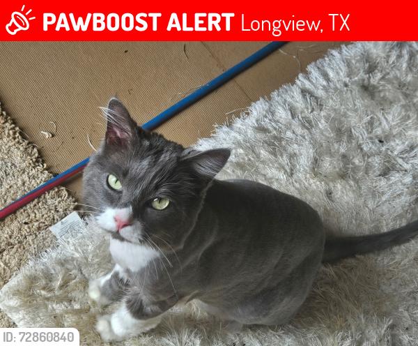 Lost Female Cat last seen Mission Creek Longview Tx, Longview, TX 75605