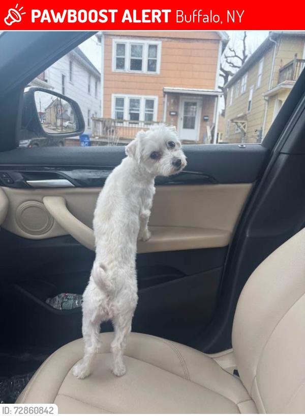 Lost Female Dog last seen Sen, Buffalo, NY 14207