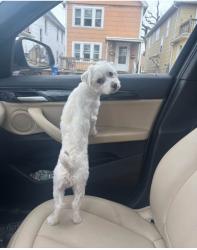 Lost Female Dog last seen Sen, Buffalo, NY 14207