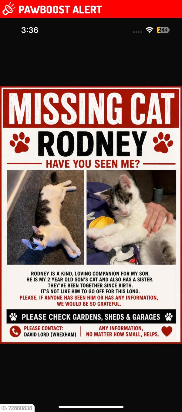 Lost Male Cat last seen Llys David lord Wrexham , Wrexham Principal Area, Wales LL13 7NZ