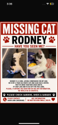 Lost Male Cat last seen Llys David lord Wrexham , Wrexham Principal Area, Wales LL13 7NZ