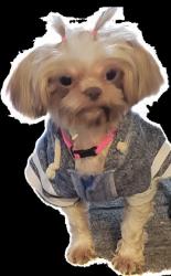 Lost Female Dog last seen Chestnut avenue near liebherr, Newport News, VA 23607