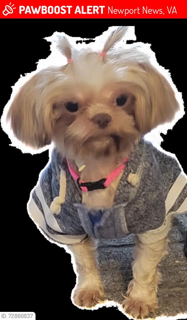Lost Female Dog last seen Chestnut avenue near liebherr, Newport News, VA 23607