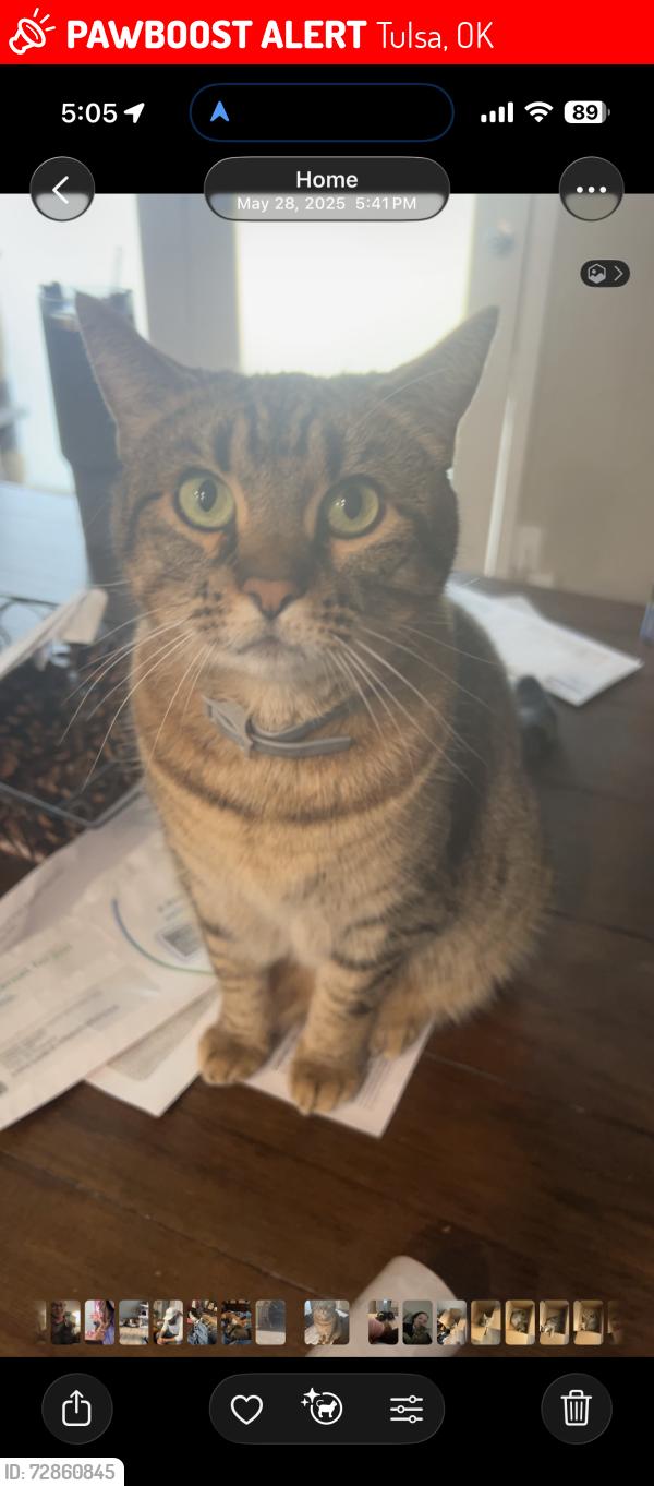 Lost Female Cat last seen 11th & Mingo, Tulsa, OK 74128
