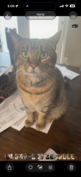 Lost Female Cat last seen 11th & Mingo, Tulsa, OK 74128