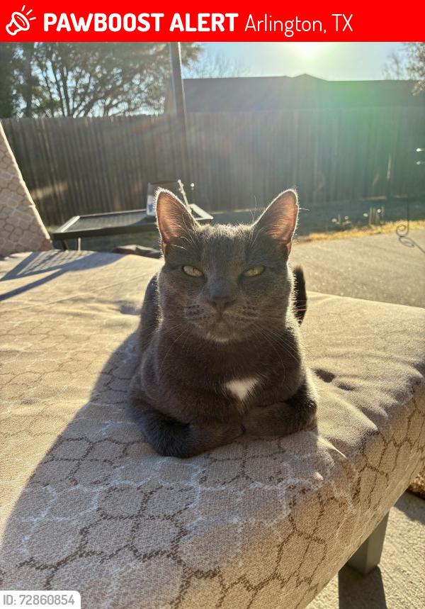 Lost Female Cat last seen Gentle Breeze Ct, Arlington, TX 76017