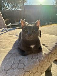 Lost Female Cat last seen Gentle Breeze Ct, Arlington, TX 76017