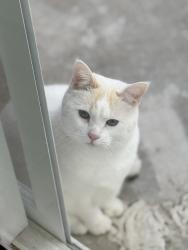 Lost Female Cat last seen Meadow ridge rd Trabuco canyon California , Trabuco Canyon, CA 92679