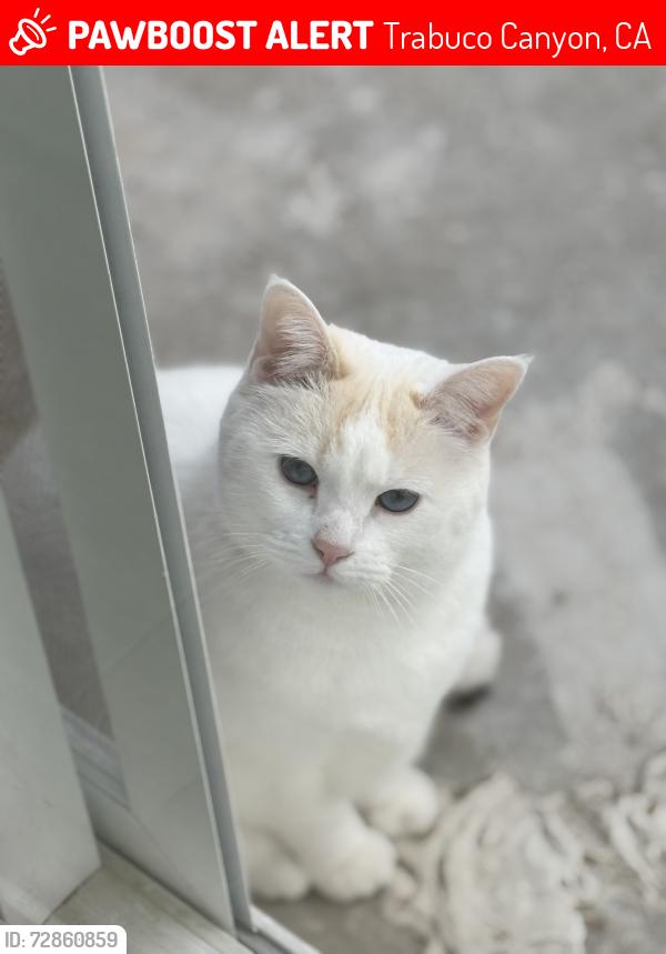 Lost Female Cat last seen Meadow ridge rd Trabuco canyon California , Trabuco Canyon, CA 92679