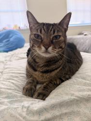 Reunited Female Cat last seen McMahon rd , Silver Spring, MD 20902