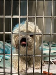 Shelter Stray Male Dog last seen Atlanta, GA 30314, Atlanta, GA 30336