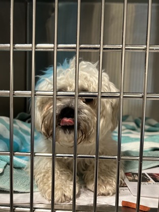 Shelter Stray Male Dog last seen Atlanta, GA 30314, Atlanta, GA 30336