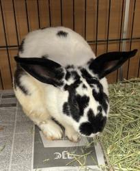 Shelter Stray Male Rabbit last seen Near S Indian Creek Dive Stone Mountain, 30083, 30083, GA, Atlanta, GA 30341