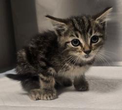 Shelter Stray Female Cat last seen W Mesa Ave & N Del Mar Ave, Fresno Zone Fresno CO 2 93704, CA, Fresno, CA 93706