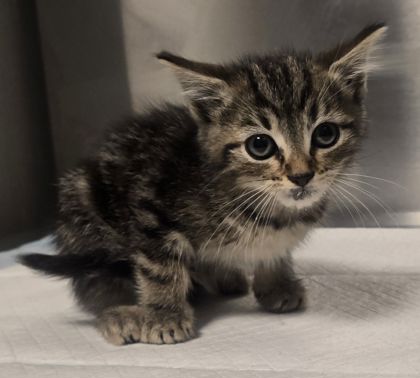 Shelter Stray Female Cat last seen W Mesa Ave & N Del Mar Ave, Fresno Zone Fresno CO 2 93704, CA, Fresno, CA 93706