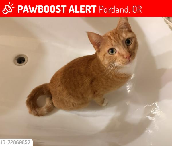 Lost Male Cat last seen NE 4th & NE Thompson, Portland, OR 97213