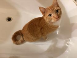 Lost Male Cat last seen NE 4th & NE Thompson, Portland, OR 97213