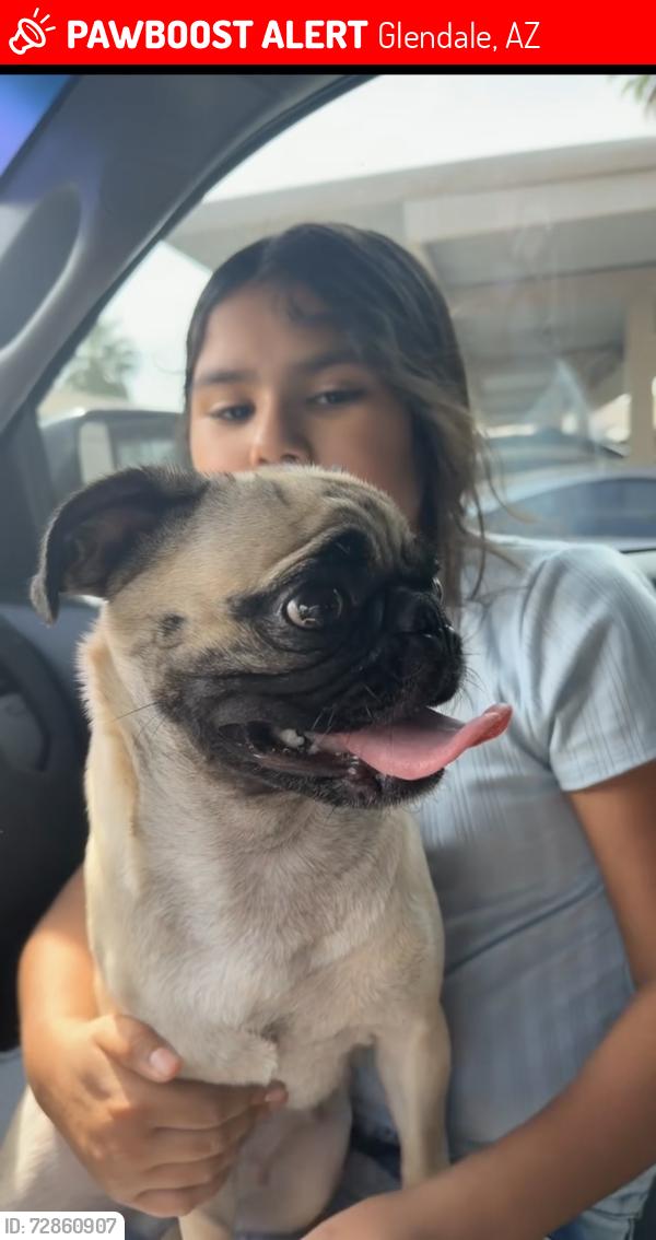 Lost Female Dog last seen Near W Missouri AveGlendale, AZ  85301United States, Glendale, AZ 85301
