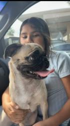 Lost Female Dog last seen Near W Missouri AveGlendale, AZ  85301United States, Glendale, AZ 85301