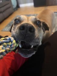 Lost Female Dog last seen Tom jones court and Hodges drive, Hampton, VA 23666