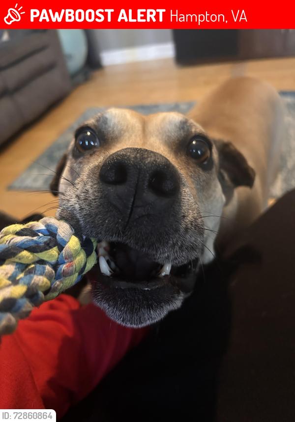 Lost Female Dog last seen Tom jones court and Hodges drive, Hampton, VA 23666