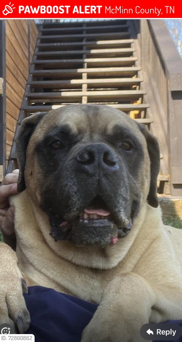 Lost Male Dog last seen County road 4 calhoun, McMinn County, TN 37309
