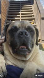Lost Male Dog last seen County road 4 calhoun, McMinn County, TN 37309