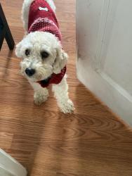 Found/Stray Male Dog last seen Between Cicero and Washington , Chicago, IL 60644