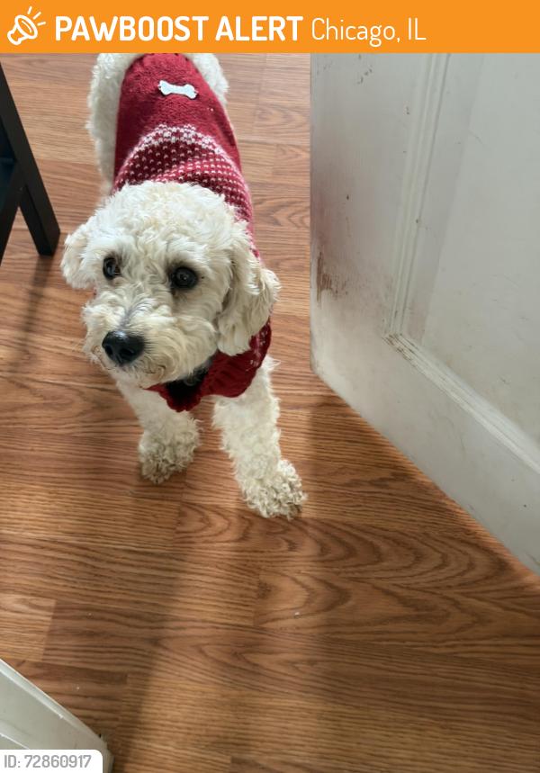 Found/Stray Male Dog last seen Between Cicero and Washington , Chicago, IL 60644