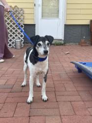Found/Stray Male Dog last seen Milwaukee and Cryatal, Madison, WI 53714